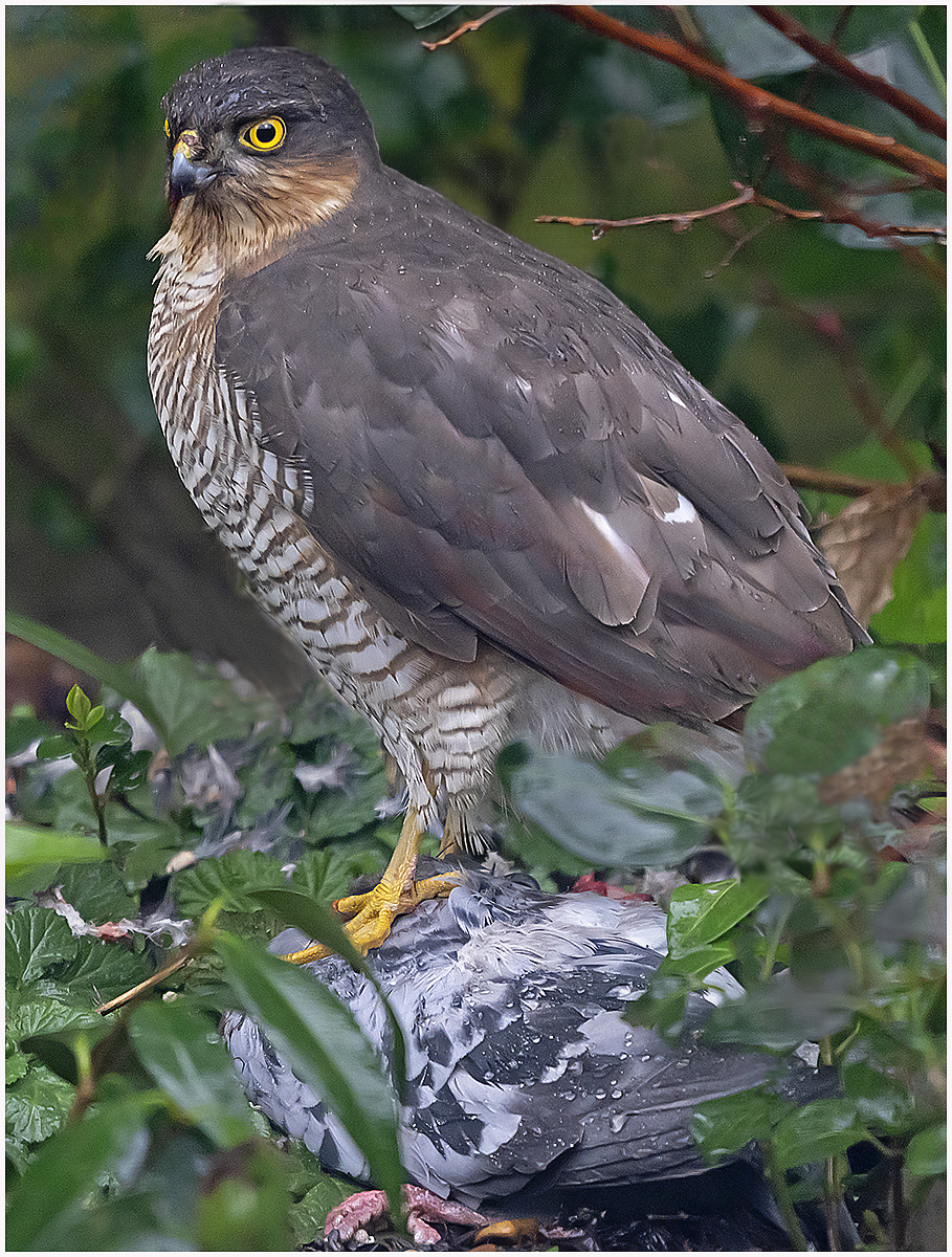 Sparrowhawk 